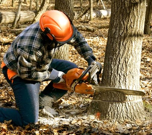 Tree Removal in Lakeview, MI